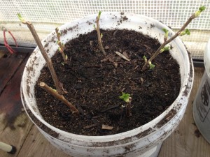 Black current cuttings in 5 gallon bucket