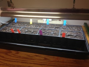 Seeding tray with seeded tomatoes in individual 6 cells, with soil and labels